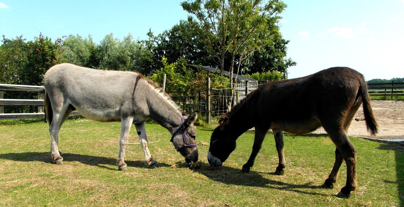 Twee ezels in het groene weiland